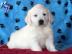 Golden Retriever Welpen mit papieren wha