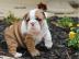 Reinrassige Englische Bulldogge Welpen