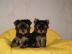 Yorkshire Terrier Welpen 9 Wochen 250,-