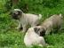 S��e Mops Welpen