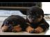 Rottweiler Welpen suchen ein neues zuhau