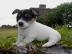 Reinrassige Jack-Russel-Terrier Welpen