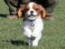 Cavalier King Charles Spaniel Welpen