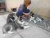 Reinrassige Blue Eye Siberian Husky Wel