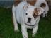 Englische Bulldoge welpen