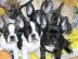 Franz�sische Bulldoggen Welpen