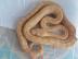Cb19 weibliche Karamell Albino Poss Tig