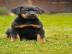 BEAUCERON � aus Zwinger l�Ami Noir