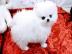 Zwergspitz Pomeranian welpen
