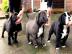 S??e American Pitbull Blueliner Welpen