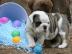 englische Bulldogge welpen!