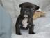 Reinrassige franz?sische Bulldogge Welpe