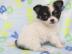 Mini Chihuahua Welpen. . suchen Traumplatz