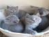 Reinrassige BKH Babies