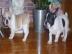 Franz�sische Bulldogge Welpen abzugeben