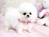 Wundersch�ne Zwergspitz Pomeranian welp