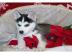 wundersch�ne Husky Welpen mit Papieren