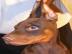 Dobermann Welpe