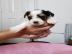 meine sch�ne Lola f�rs Re-Homing
