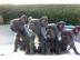 Wundersch?ne Mini-Franz?sischeBulldoggen