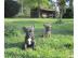Franzsische Bulldoggen Welpen - gestr