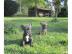 Franz�sische Bulldoggen Welpen - gestr