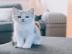 Baby kitten mit papieren