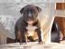Reinrassige American PitBull Terrier Wel