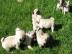 ***Mopsalarm***Kleine reinrassige Mops W