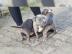 American staffordshire terrier welpen