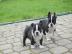 S��e Super Boston Terrier welpen suchen