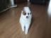 Pomeranian Zwergspitz Welpen