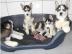 Sibirien Husky Whatsapp +4915214389093