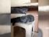 Russisch blau Kitten ( m�nnlich+weiblich
