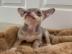 MINI CHIHUAHUA WELPE MIT PAPIERE