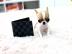 Chihuahua Welpen suchen ein liebevolles