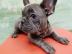 Franz?sische Bulldogge Hundewelpen whats