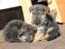 Deutsche Sch�ferhund Welpen  Sehr sch�ne