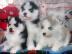 S��e reinrassige pomsky welpen