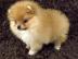 Zwergspitz Pomeranian Welpen