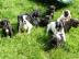 Liebevoll Franz�sische Bulldoggen aus VD