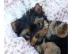 Yorkshire Terrier Welpen  ( kleinbleiben