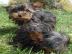 Sehr h�bsche Yorkshire Terrier
