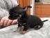 Chihuahua Welpen Mini suchen ein neues
