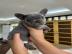 Franz?sische Bulldoggenwelpen