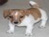 Jack-Russell-Terrier mit Papieren