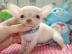 Chihuahua Babys Mini f�r 165