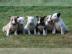 Miniatur Bullterrier Welpen
