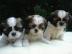 Shih Tzu Welpen! Prima versorgt