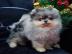 Pomeranian Welpen zur Verf�gung